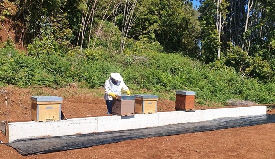 apicultura8