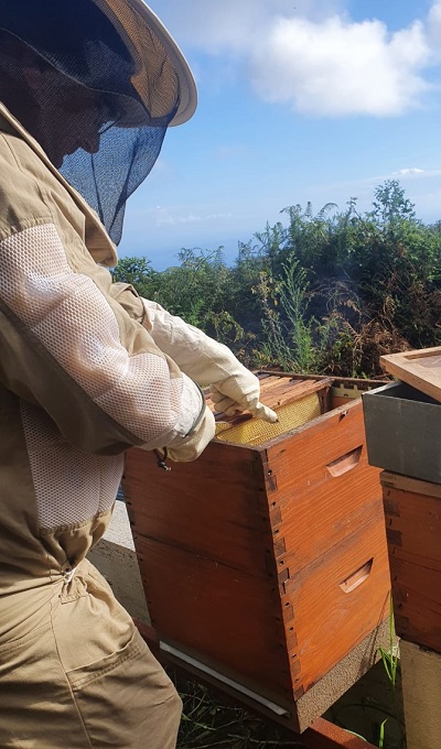 apicultura colmeia